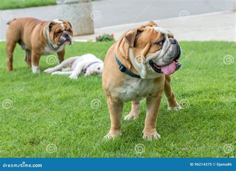  Your English bulldog will love spending time outdoors and making new friends